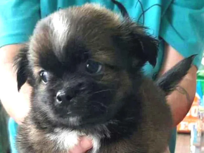 Cachorro raça  idade 2 a 6 meses nome Filhote 