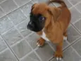 Boxer