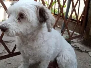 Cachorro raça Poodle idade 6 ou mais anos nome Pupi