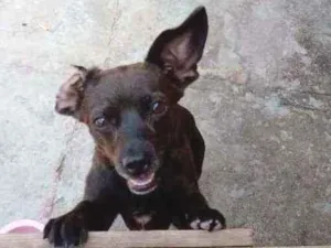 Cachorro raça Vira lata idade 1 ano nome Catita 
