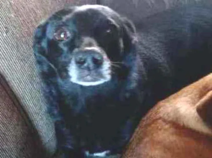 Cachorro ra a Vira lata idade 4 anos nome Anita 