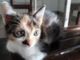Maia