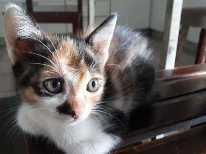 Gato ra a  idade 2 a 6 meses nome Maia
