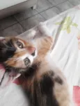 Maia