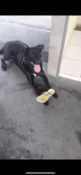 Negão