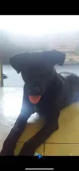 Negão 
