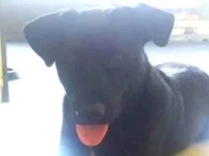 Cachorro raça Sem raça definida  idade 2 anos nome Negão 