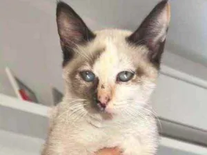 Gato raça Srd idade 2 a 6 meses nome Ovelhinha