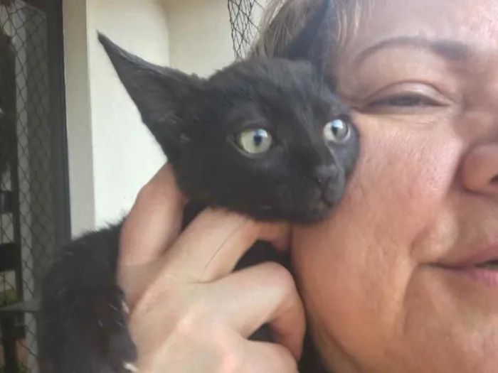 Gato raça Srd idade 2 a 6 meses nome Moguerça