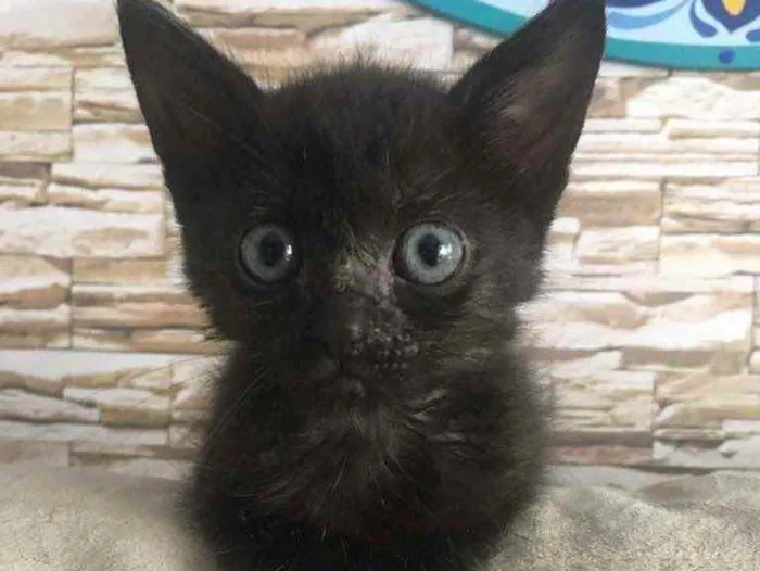 Gato raça Srd idade 2 a 6 meses nome Moguerça