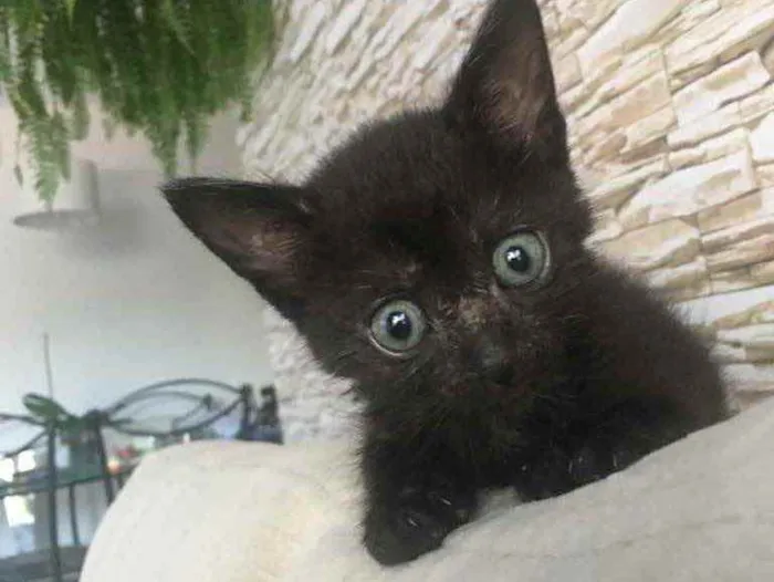 Gato raça Srd idade 2 a 6 meses nome Moguerça