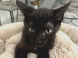 Gato raça Srd idade 2 a 6 meses nome Moguerça