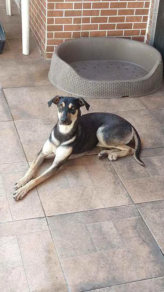 Cachorro ra a Sem definiçao idade 1 ano nome Felicia 
