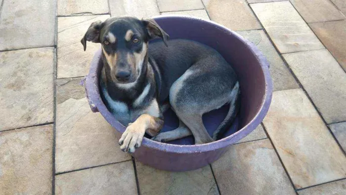 Cachorro ra a Sem definiçao idade 1 ano nome Felicia 