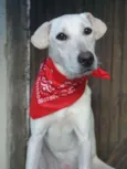 Maya