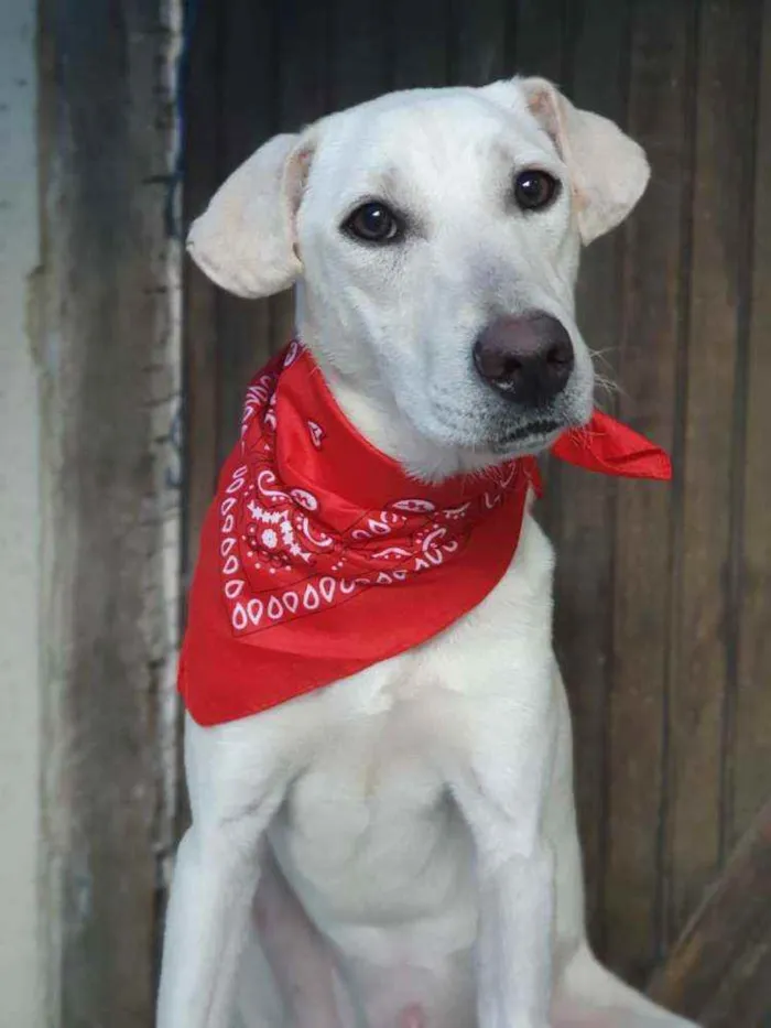 Cachorro ra a Sem definiçao idade 7 a 11 meses nome Maya