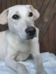 Maya