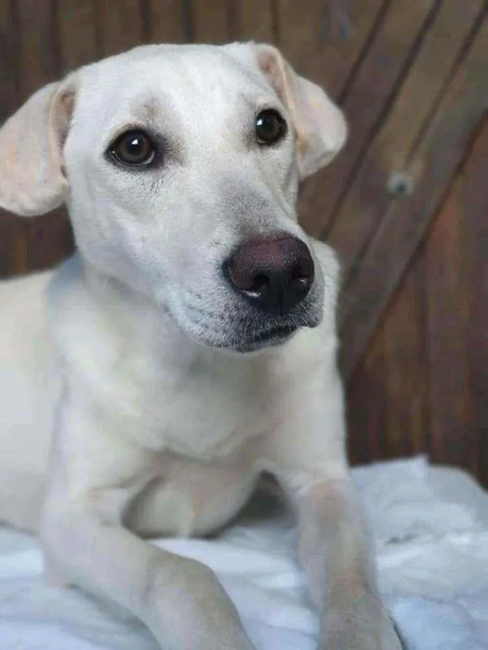 Cachorro ra a Sem definiçao idade 7 a 11 meses nome Maya