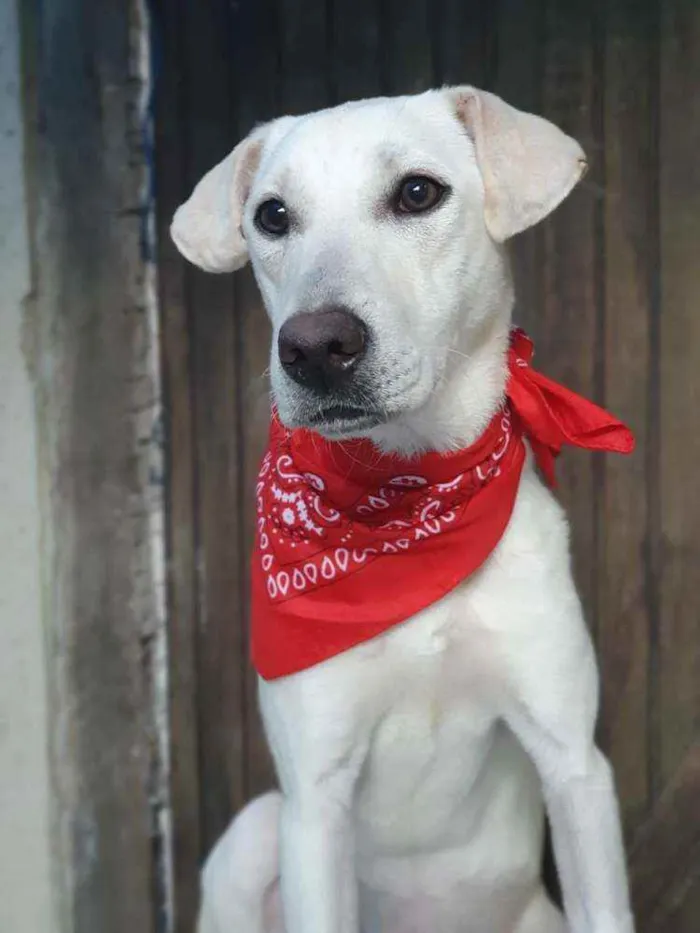 Cachorro ra a Sem definiçao idade 7 a 11 meses nome Maya