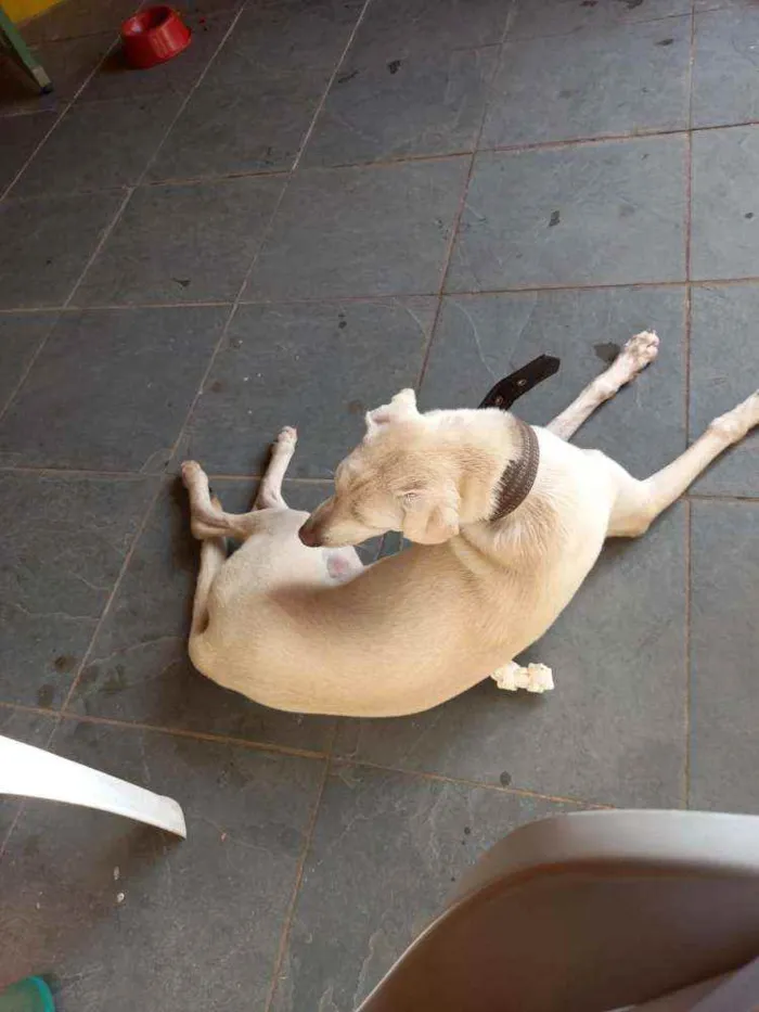 Cachorro ra a Sem definiçao idade 7 a 11 meses nome Maya