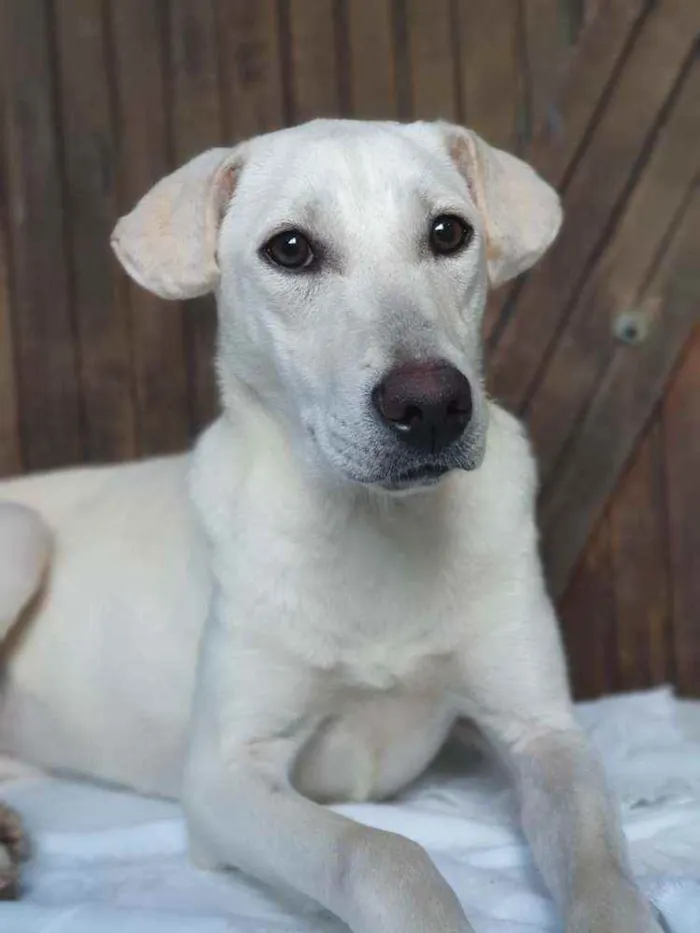 Cachorro ra a Sem definiçao idade 7 a 11 meses nome Maya