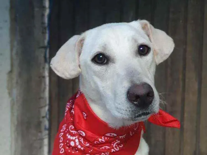 Cachorro ra a Sem definiçao idade 7 a 11 meses nome Maya