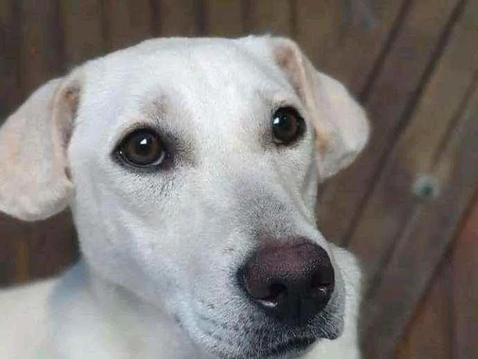 Cachorro ra a Sem definiçao idade 7 a 11 meses nome Maya