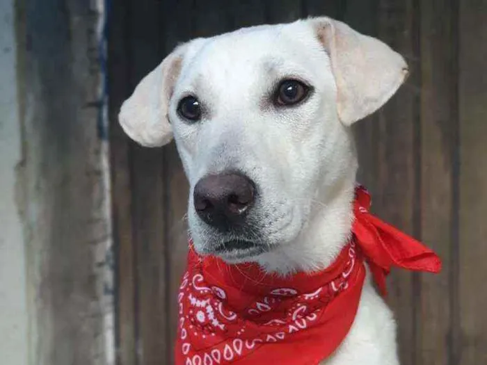 Cachorro ra a Sem definiçao idade 7 a 11 meses nome Maya