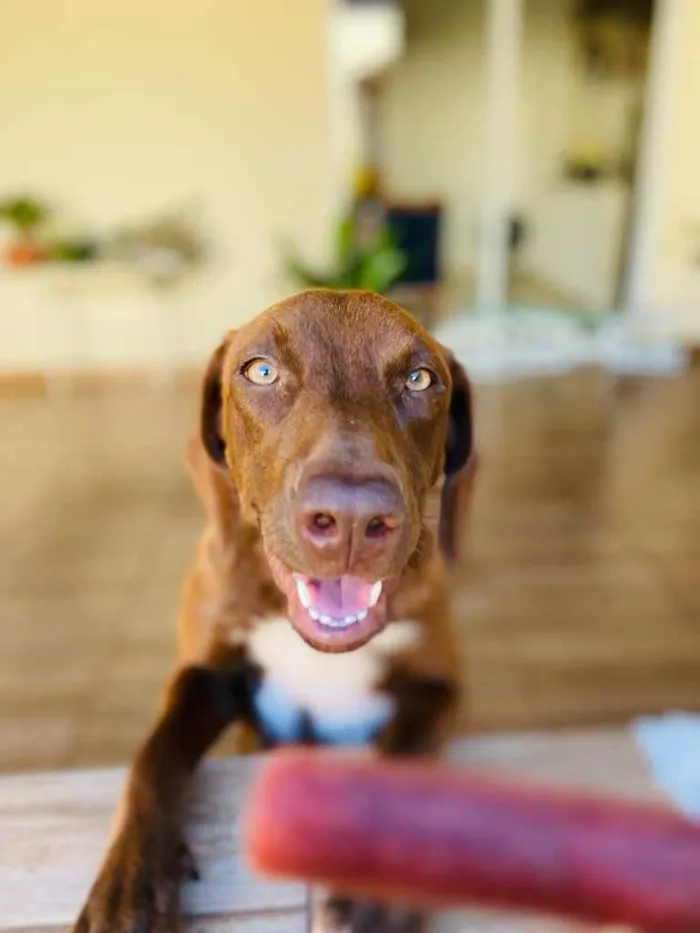 Cachorro ra a Indefinida idade  nome Nala