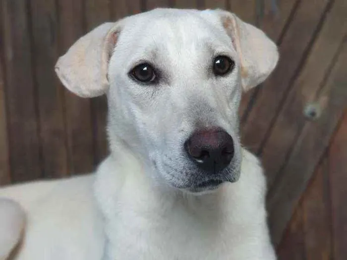 Cachorro ra a Sem definiçao idade 7 a 11 meses nome Maya
