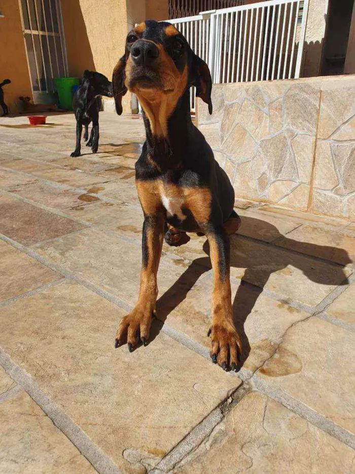 Cachorro ra a Sem definiçao idade 7 a 11 meses nome Hommer e Angus 