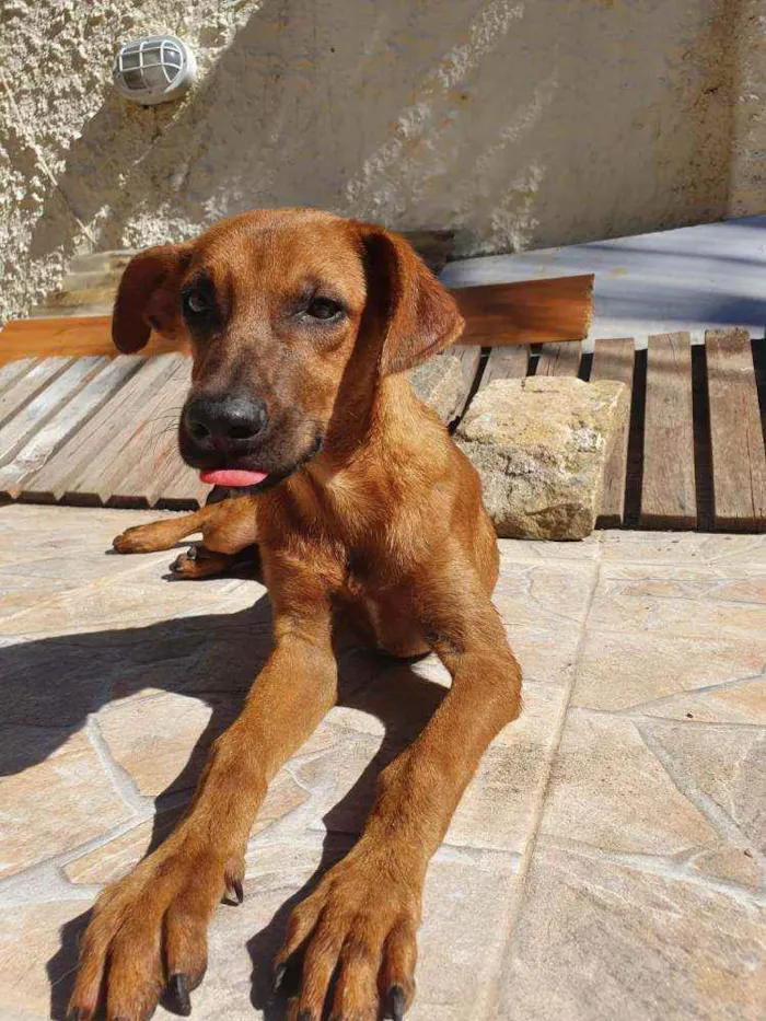 Cachorro ra a Sem definiçao idade 7 a 11 meses nome Hommer e Angus 