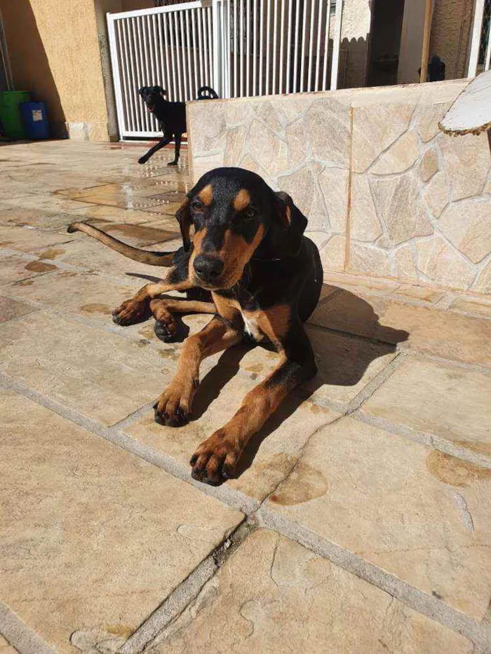Cachorro ra a Sem definiçao idade 7 a 11 meses nome Hommer e Angus 