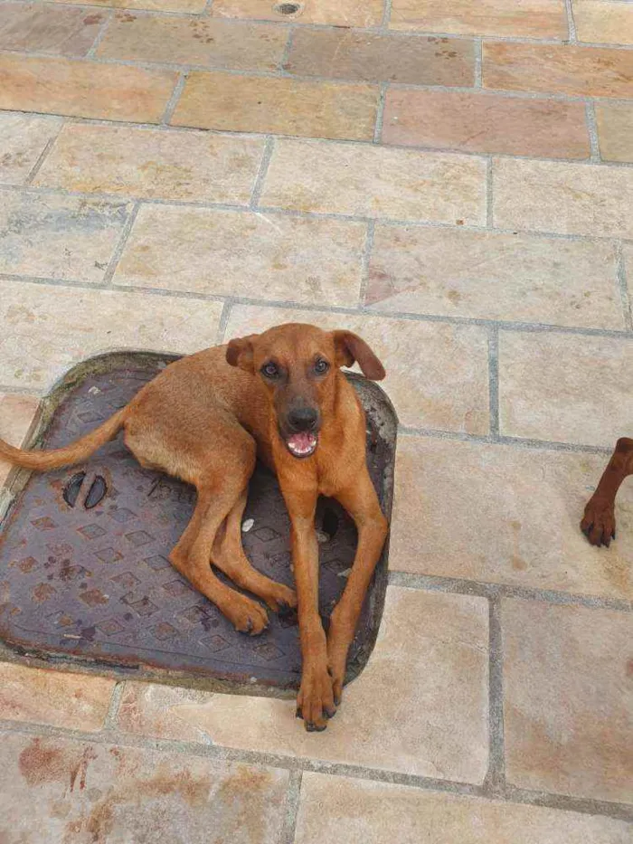 Cachorro ra a Sem definiçao idade 7 a 11 meses nome Hommer e Angus 
