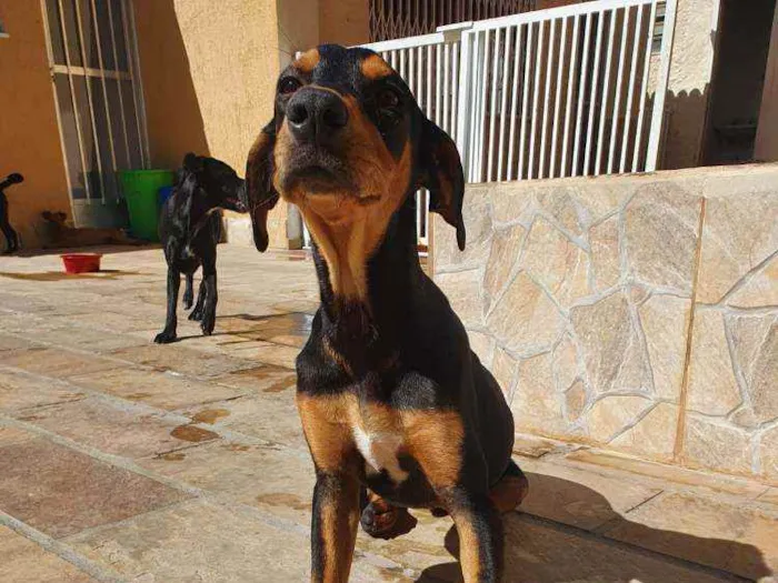 Cachorro ra a Sem definiçao idade 7 a 11 meses nome Hommer e Angus 