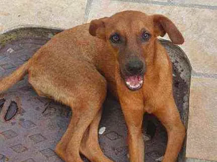 Cachorro ra a Sem definiçao idade 7 a 11 meses nome Hommer e Angus 