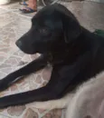 Bolt
