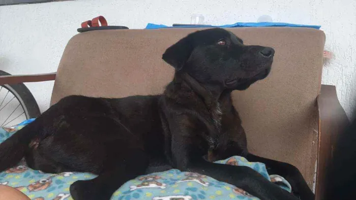 Cachorro ra a Sem definiçao idade 2 anos nome Bolt