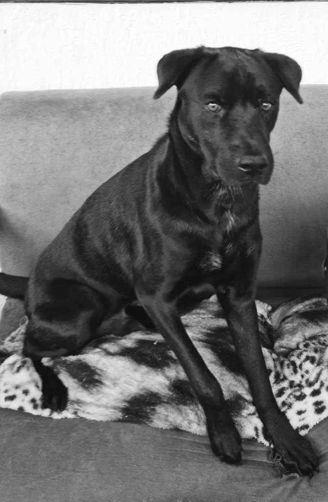 Cachorro ra a Sem definiçao idade 2 anos nome Bolt
