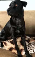 Bolt