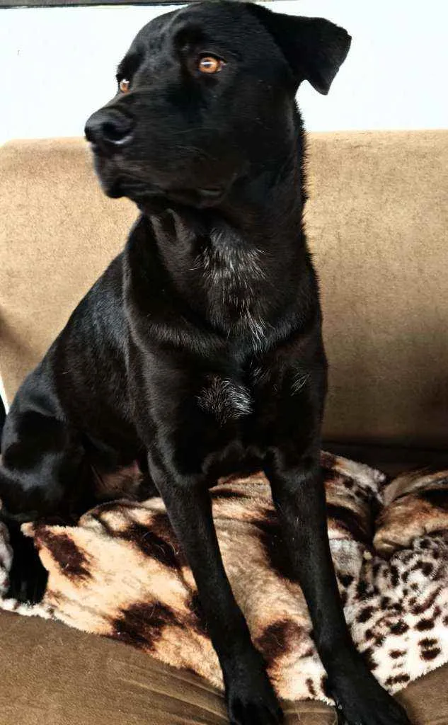 Cachorro ra a Sem definiçao idade 2 anos nome Bolt