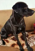 Bolt