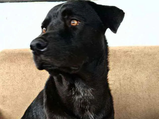 Cachorro ra a Sem definiçao idade 2 anos nome Bolt