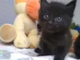 Gato raça Indefinida idade 2 a 6 meses nome Bat Girl