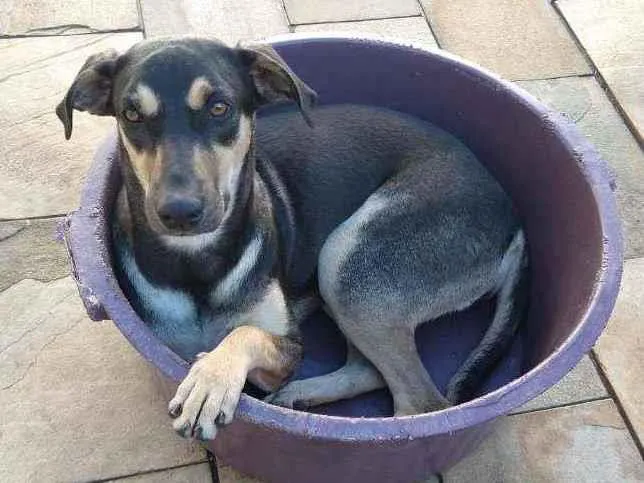 Cachorro ra a Sem definiçao idade 1 ano nome Felicia 