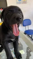 Cachorro raça Srd idade 2 a 6 meses nome Amora