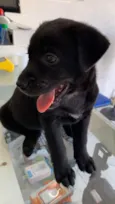 Cachorro raça Srd idade 2 a 6 meses nome Amora
