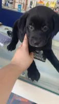 Cachorro raça Srd idade 2 a 6 meses nome Amora
