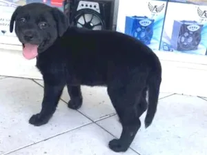 Cachorro raça Srd idade 2 a 6 meses nome Amora