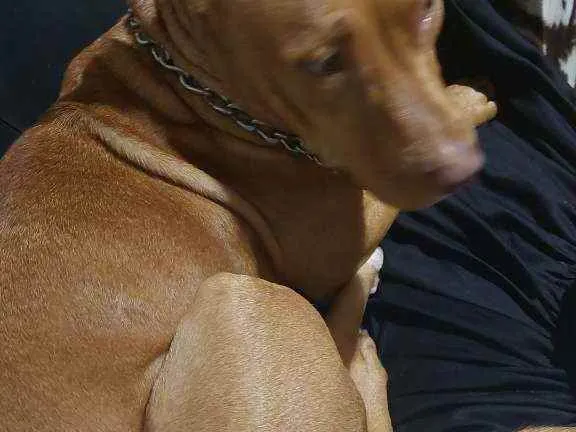 Cachorro raça Pitbull  idade 7 a 11 meses nome Pandora 